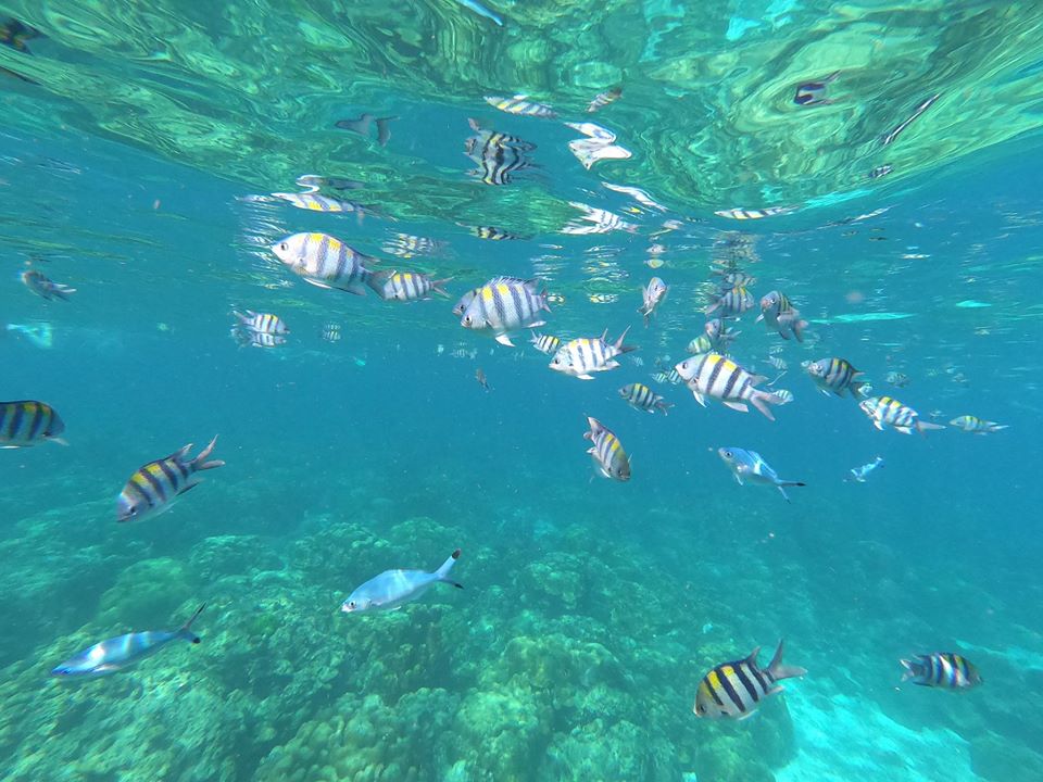 75481897_2776104139118728_8957570237620813824_o